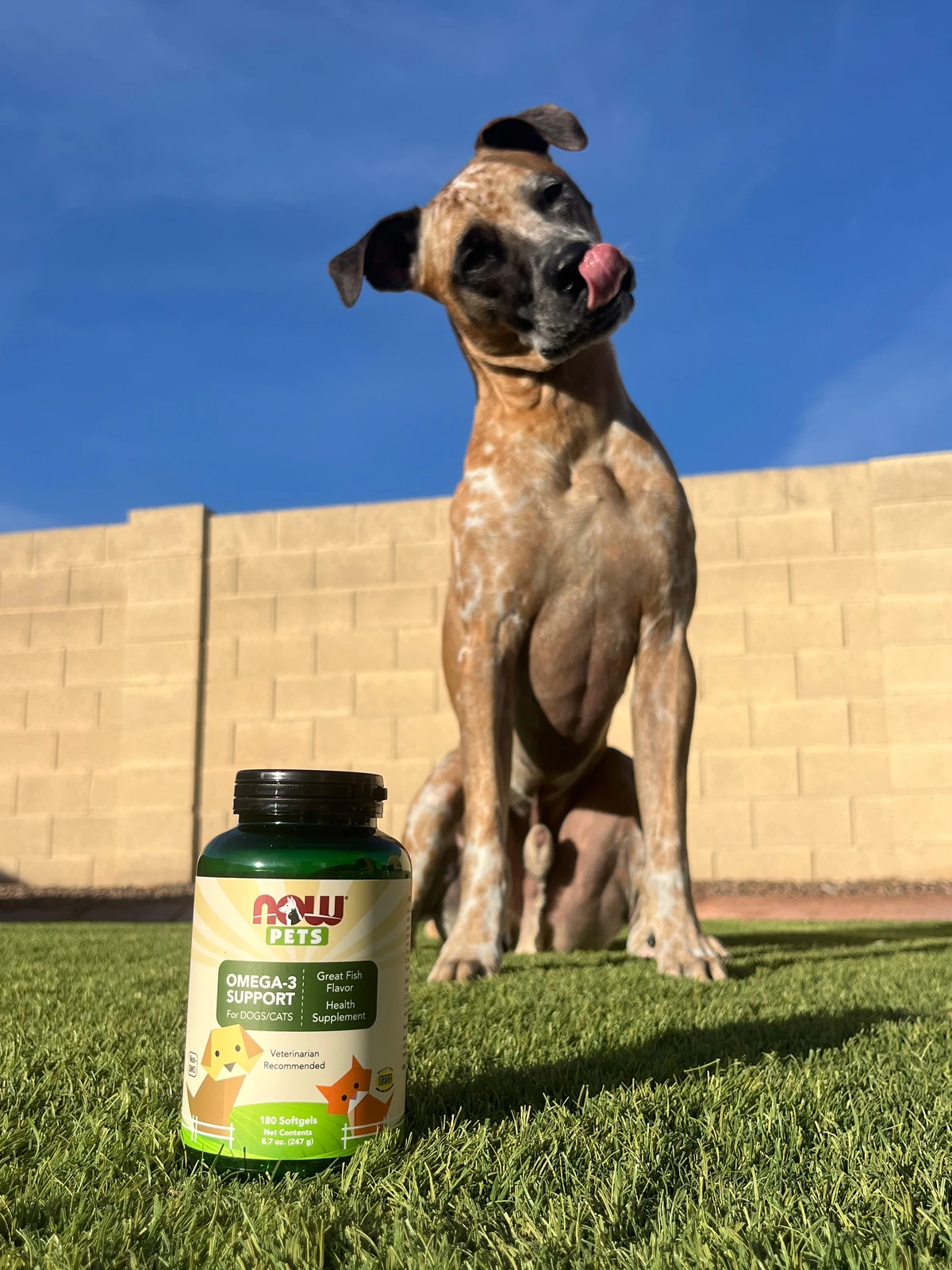 NOW Pets pet-wellness product photography by Lindsey Dalton