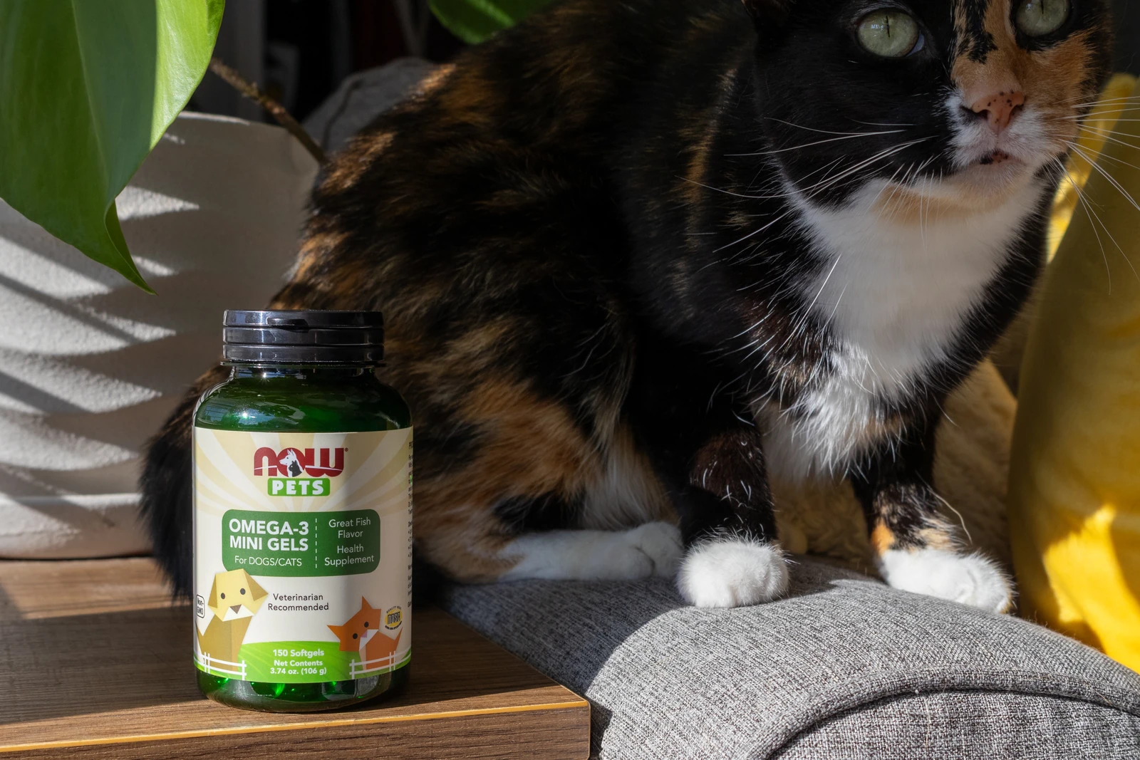 A calico cat resting beside a bottle of NOW Pets Omega-3 Mini Gels in warm light